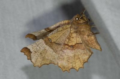 <i>Selenia lunularia</i>