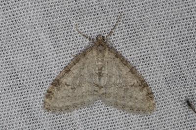 <i>Trichopteryx carpinata</i>