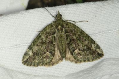 <i>Chloroclysta siterata</i>