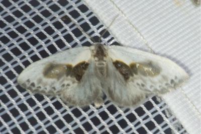 <i>Cilix glaucata</i>