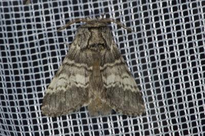 <i>Drymonia ruficornis</i>