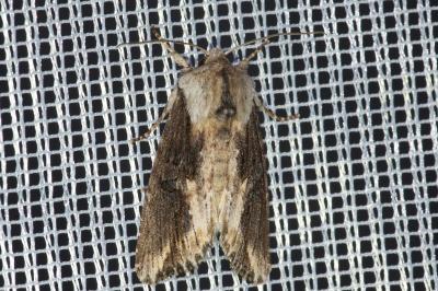 <i>Egira conspicillaris</i>