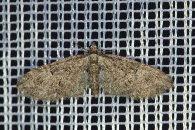 <i>Eupithecia abbreviata</i>