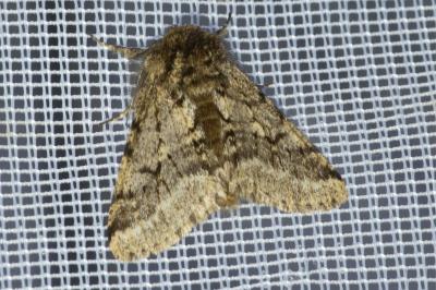 <i>Lycia hirtaria</i>