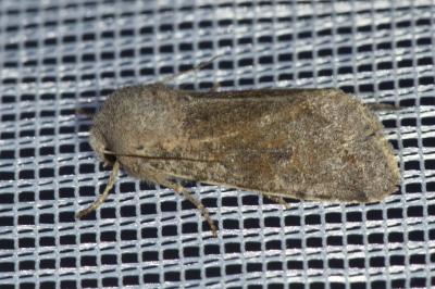 <i>Orthosia incerta</i>