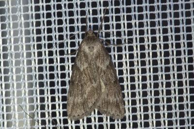 <i>Pachycnemia hippocastanaria</i>