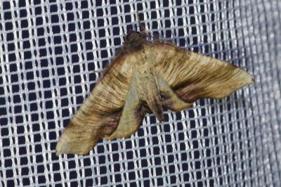 <i>Plagodis dolabraria</i>