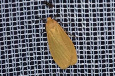 <i>Wittia sororcula</i>