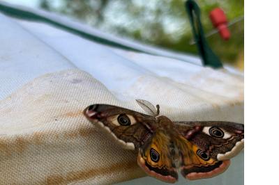 <i>Saturnia pavonia</i>