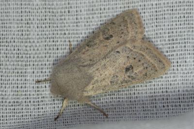 Orthosia gracilis