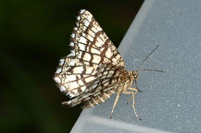 <i>Chiasmia clathrata</i>