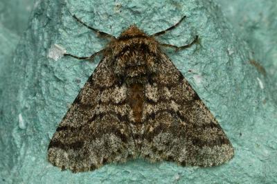 <i>Lycia hirtaria</i>