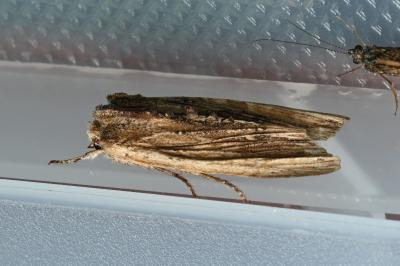 <i>Lithophane semibrunnea</i>