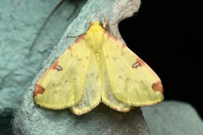 <i>Opisthograptis luteolata</i>