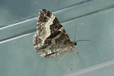 <i>Epirrhoe alternata</i>