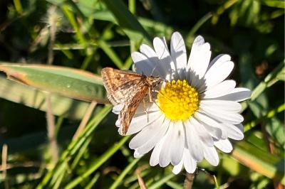 <i>Pyrausta despicata</i>