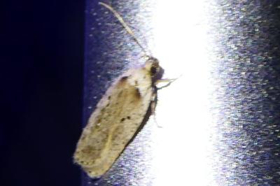 <i>Agonopterix</i>