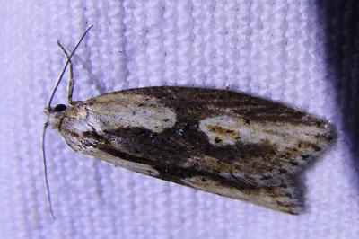 <i>Doloploca punctulana</i>