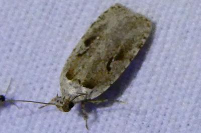 <i>Agonopterix ocellana</i>