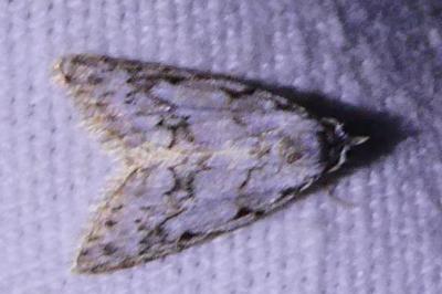 <i>Nola cicatricalis</i>