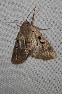 <i>Orthosia gothica</i>