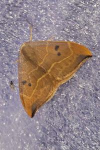 <i>Watsonalla binaria</i>