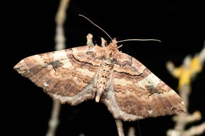 <i>Earophila badiata</i>