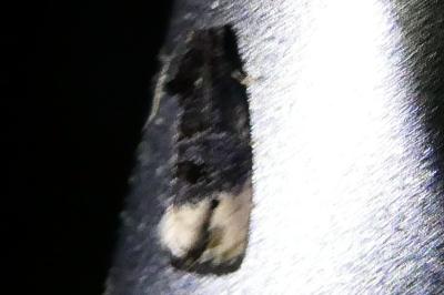 <i>Hedya nubiferana</i>