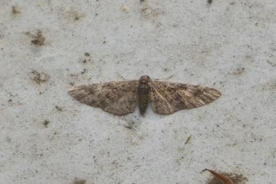<i>Eupithecia abbreviata</i>