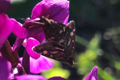 <i>Pyrausta purpuralis</i>