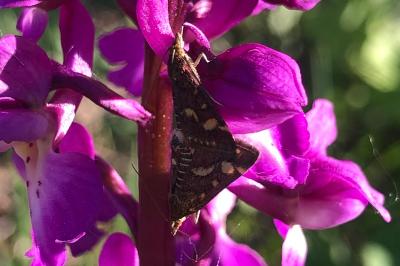<i>Pyrausta purpuralis</i>