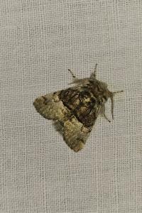 <i>Colocasia coryli</i>