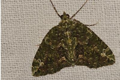 <i>Chloroclysta siterata</i>