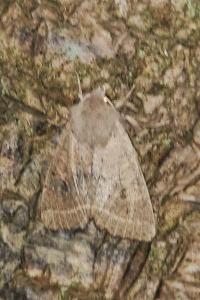 <i>Orthosia cruda</i>