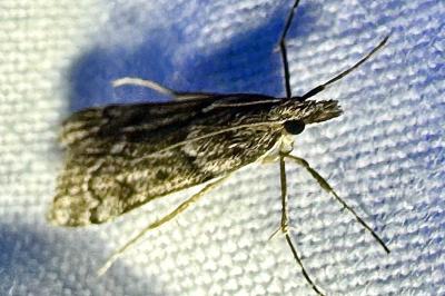 <i>Eudonia angustea</i>