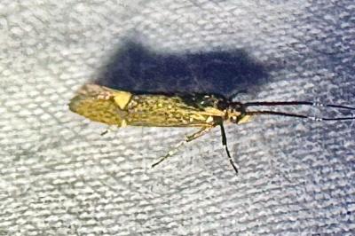 <i>Esperia sulphurella</i>