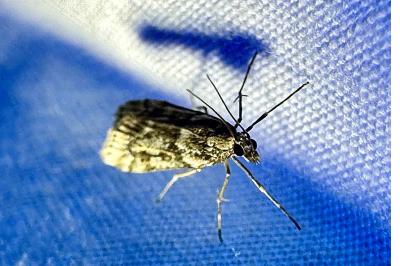 <i>Eudonia angustea</i>