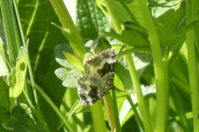 <i>Epirrhoe alternata</i>