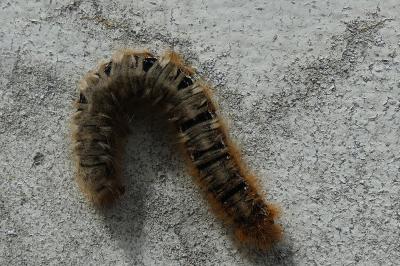 <i>Lasiocampa quercus</i>