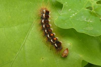 <i>Euproctis chrysorrhoea</i>