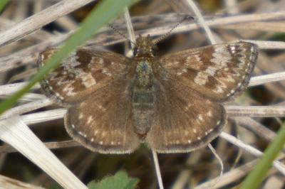 <i>Erynnis tages</i>