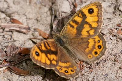 Lasiommata megera