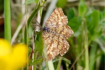 <i>Ematurga atomaria</i>