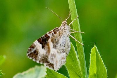 <i>Epirrhoe alternata</i>