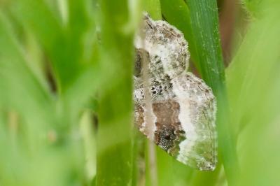 <i>Epirrhoe alternata</i>