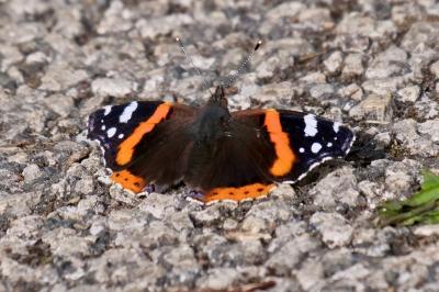 <i>Vanessa atalanta</i>