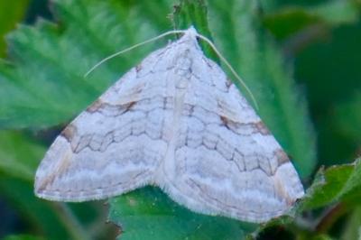 <i>Aplocera efformata/plagiata</i>