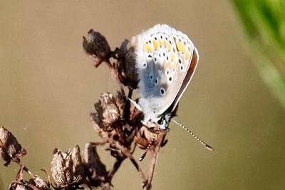 <i>Aricia agestis</i>