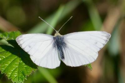 <i>Pieris napi</i>