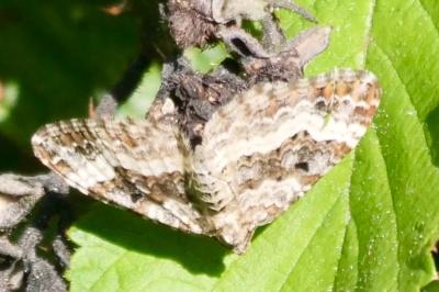 <i>Epirrhoe alternata</i>